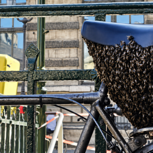 Un essaim d’abeilles se fixe sur un vélo accroché aux grilles